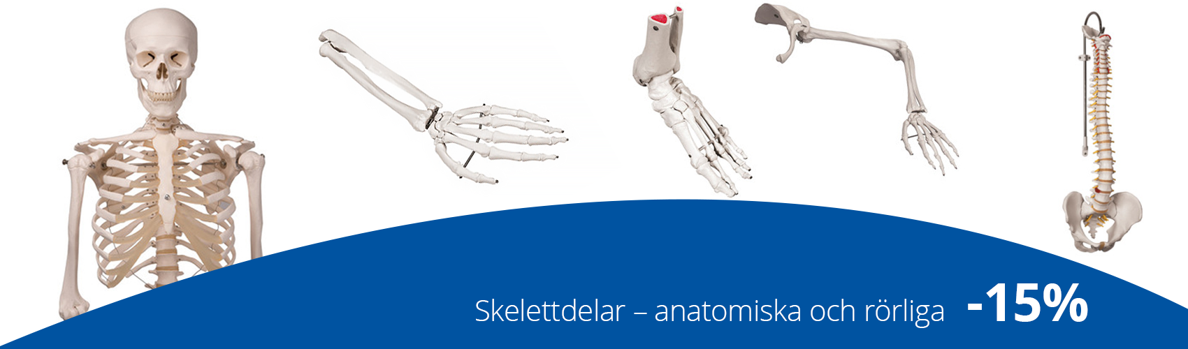 skelettdelar, anatomiska modeller, rörliga skelettdelar, ryggradsskelett, handskelett, armskelett, benskelett, fotskelett, helskelett, skelett på stativ, rea, fysioterapi, rehab, medema physio, medema